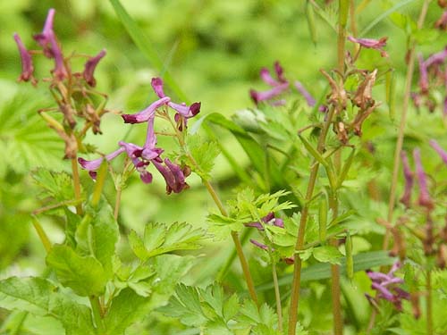 ムラサキケマン