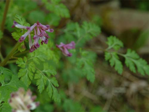 Corydalis incisa