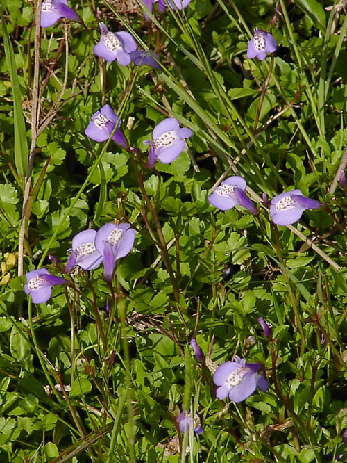 Mazus miquelii