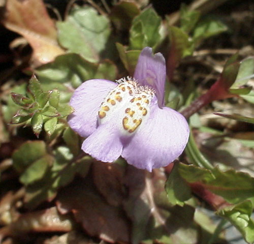 ムラサキサギゴケ