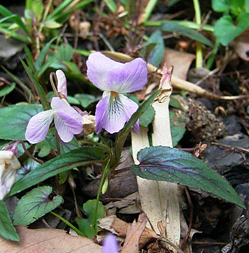 ナガバノタチツボスミレ