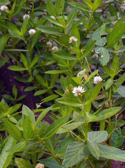 ナガエツルノゲイトウの群落