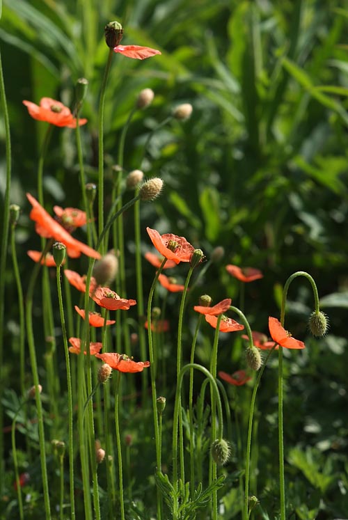 ナガミヒナゲシ