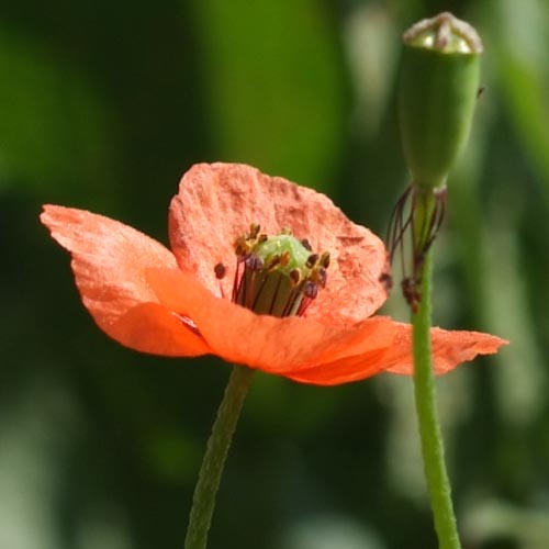 ナガミヒナゲシ