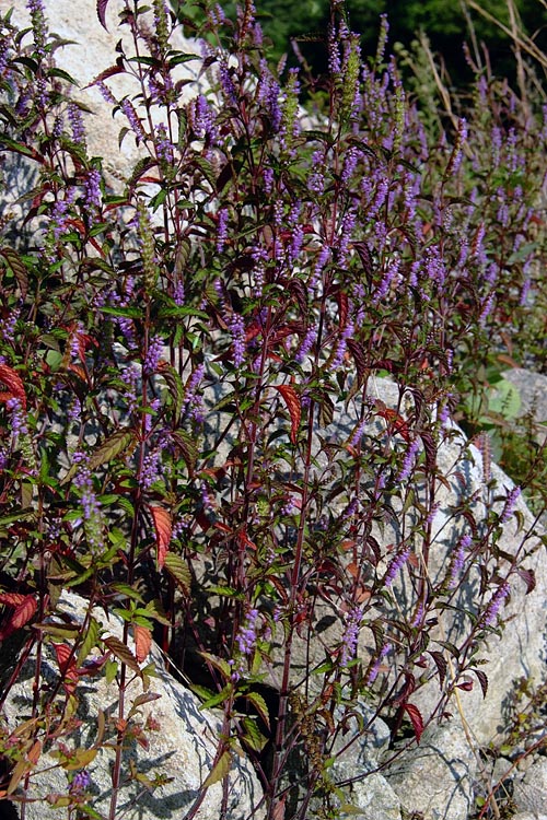 ナギナタコウジュの群落