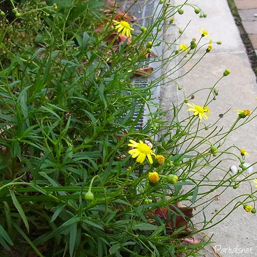 ナルトサワギク