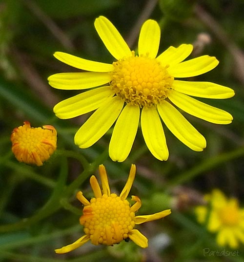 Senecio madagascariensis