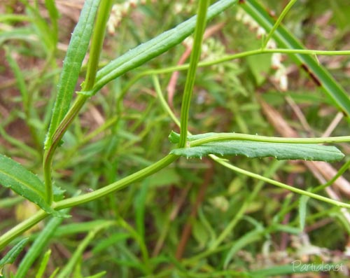 ナルトサワギク