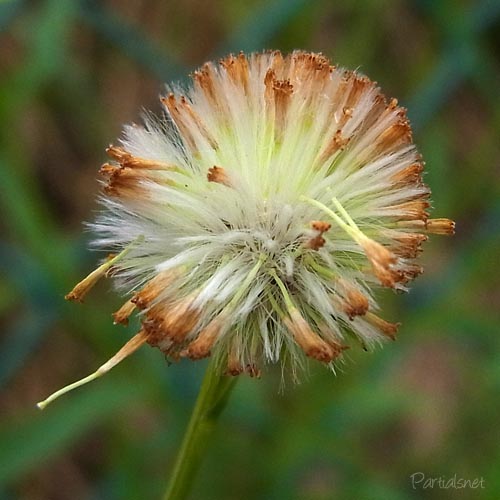 ナルトサワギクの種