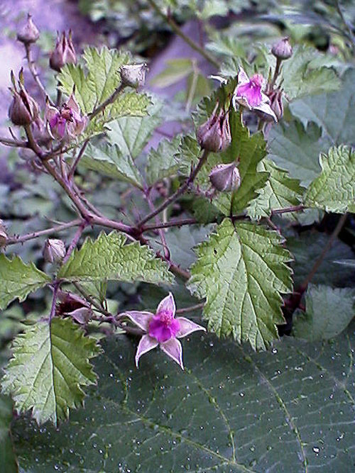 ナワシロイチゴ