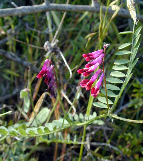 Vicia dasycarpa glabrescens