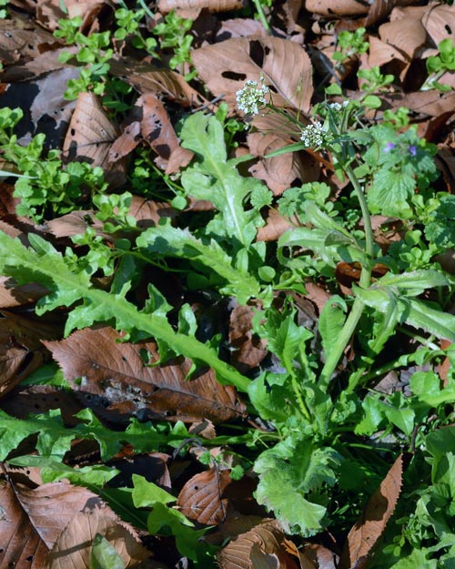 Capsella bursa-pastoris