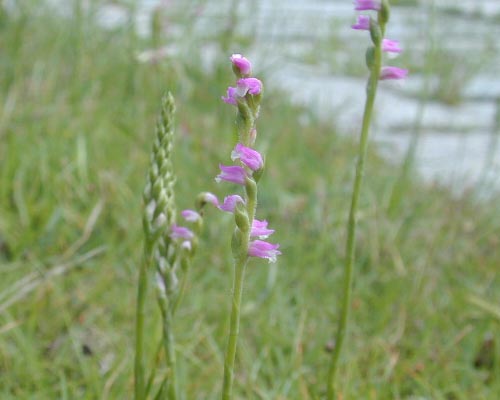 Spiranthes sinensis