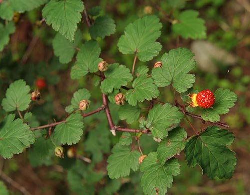 Rubus microphyllus
