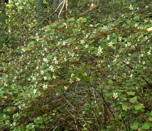 ニガイチゴの薮