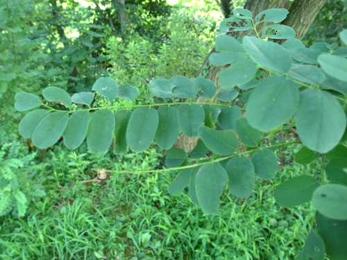 Robinia pseudoacacia