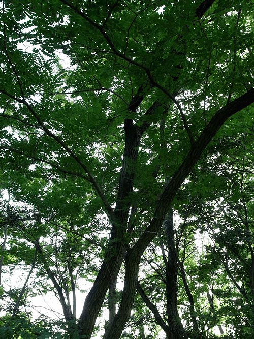 ハリエンジュの木