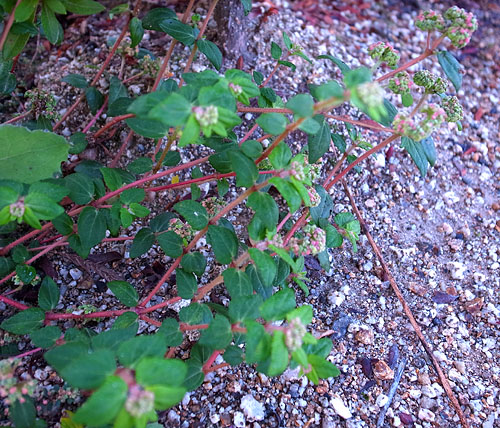 怪しいユーフォルビア