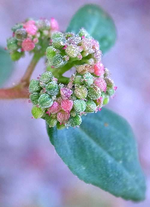 怪しいニシキソウ