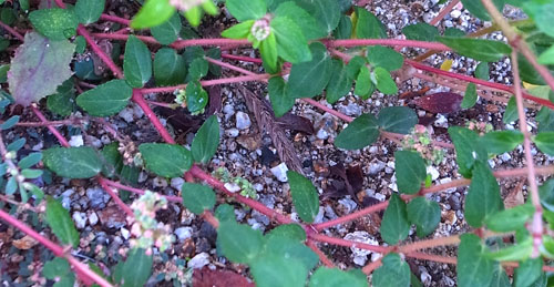 超あやしいニシキソウ