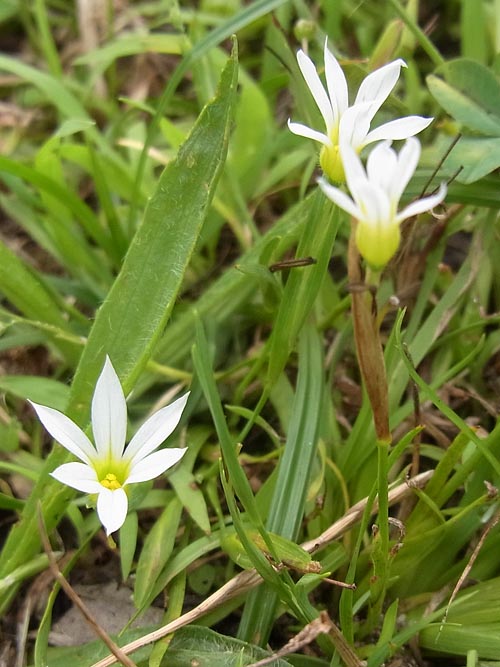 セッカニワゼキショウ
