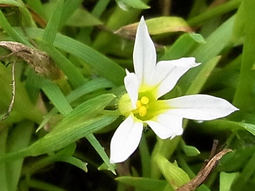 セッカニワゼキショウ