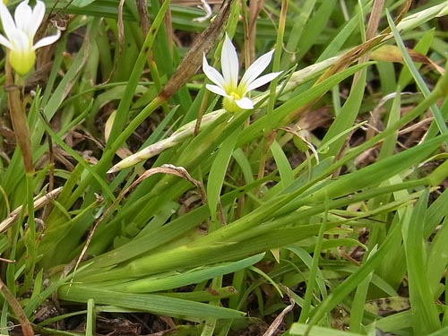 セッカニワゼキショウ