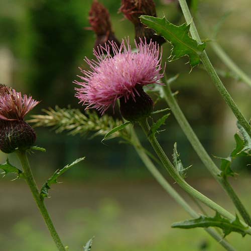 Cirsium japonicum