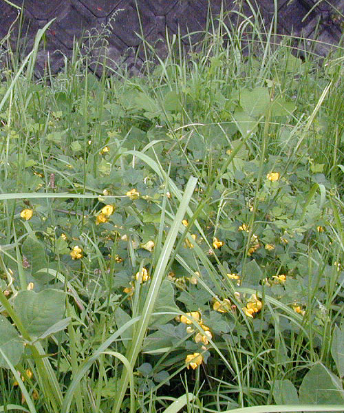 ノアズキの群落