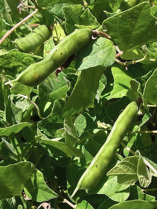 ノアズキの豆果