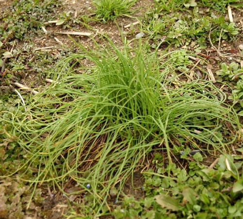 食べごろのノビルの葉