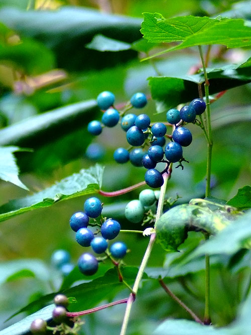 青の多いノブドウ