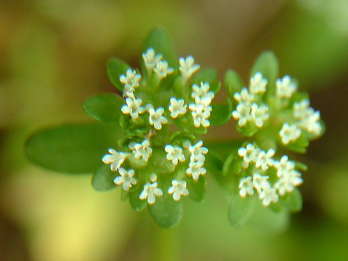Valerianella olitoria