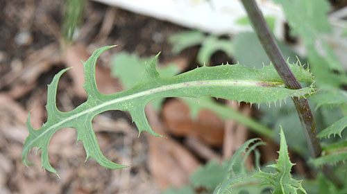 Sonchus oleraceus