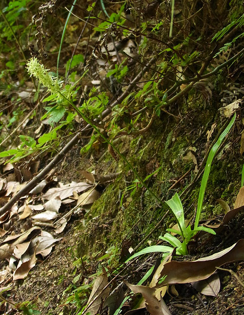 Aletris luteoviridis