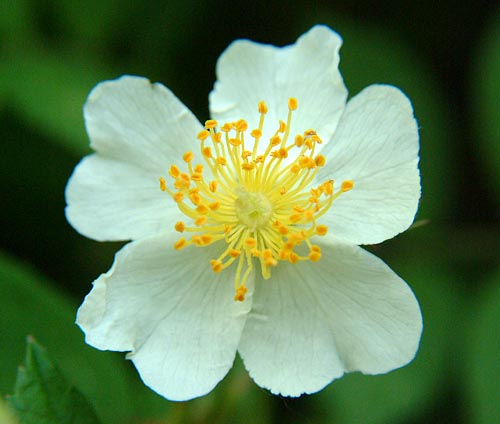 Rosa multiflora