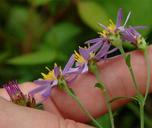 Aster ageratoides ovatus