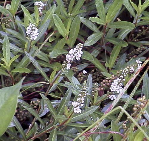 Lysimachia fortunei