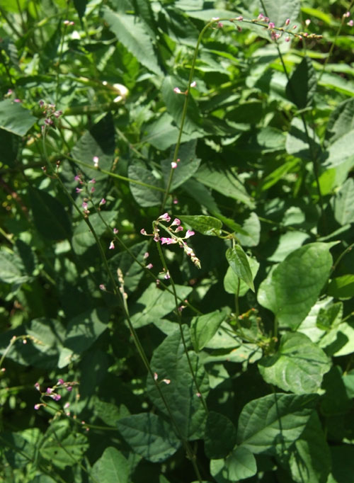 Desmodium racemosum