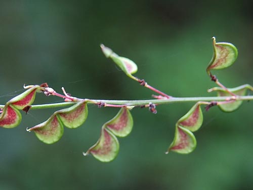 ヌスビトハギの豆さや