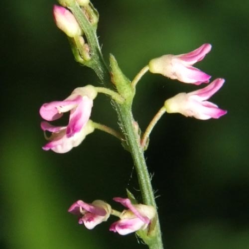 ヌスビトハギの花を拡大