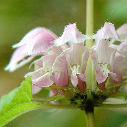 Lamium album barbatum