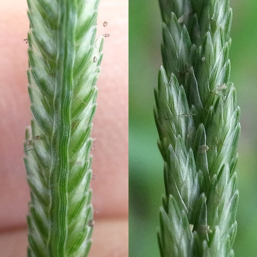 オヒシバ穂アップ