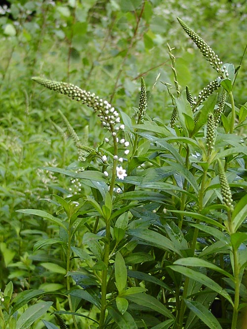 Lysimachia clethroides