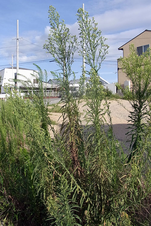 オオアレチノギク