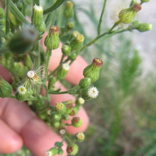 オオアレチノギク