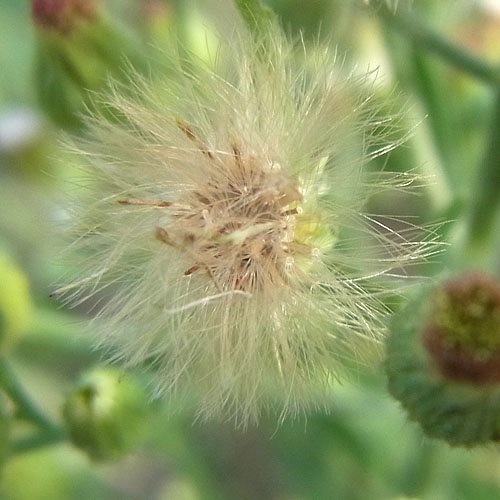 オオアレチノギク　種