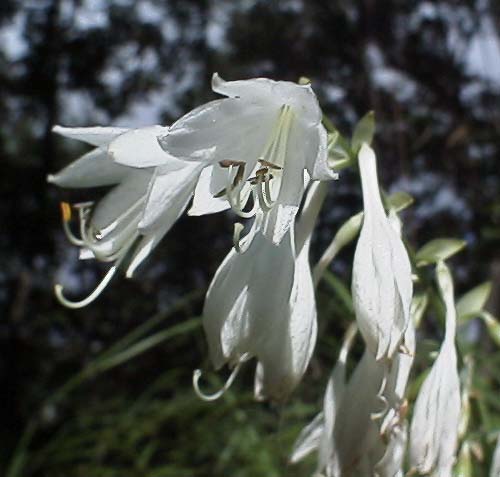 オオバギボウシ