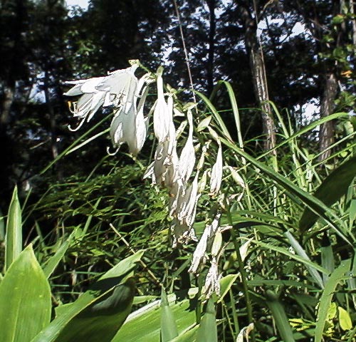 Hosta sieboldiana