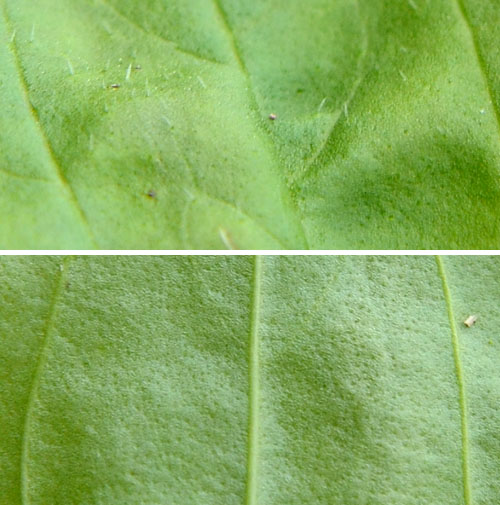 オオバコの葉の表と裏